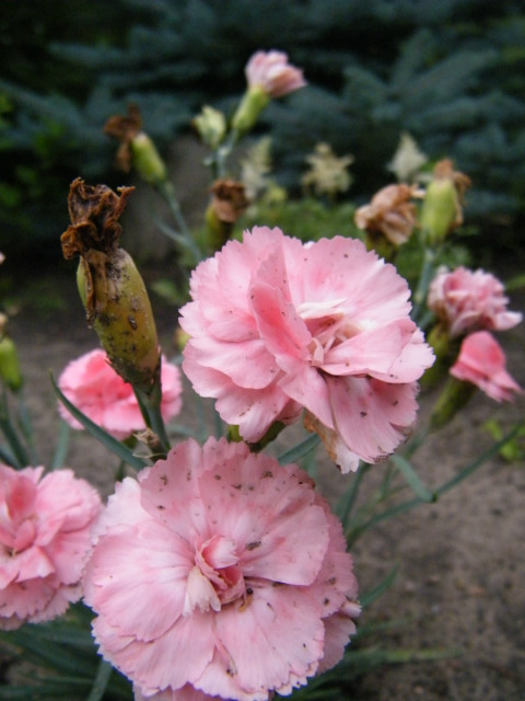 carnation :)