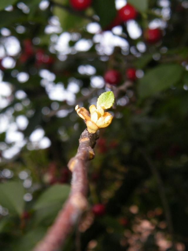 flower on the cherry