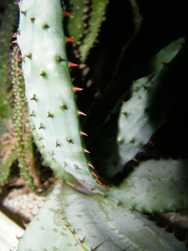 cactus in the house : > 