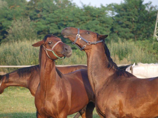 Bonasia & Premcio 