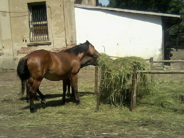 Kunie z Benic 