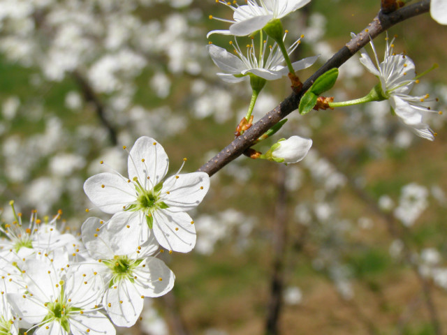 smell the spring