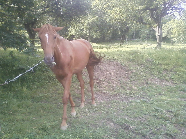 osio