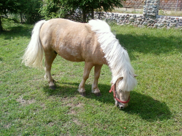Dragon ;*