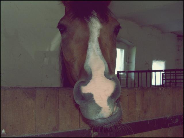 Mooonia 