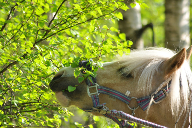 Wpis onlyhorse94