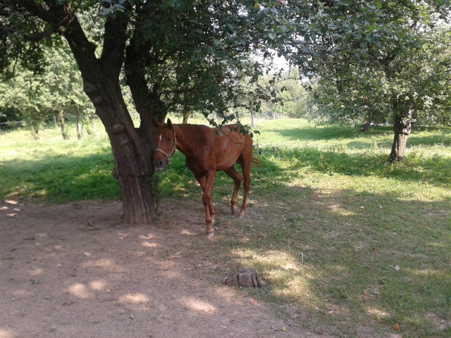 Chodno 