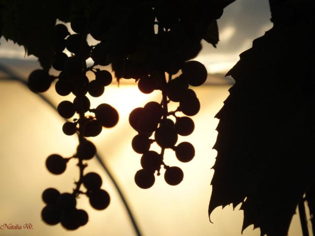 Grapes in the Sun
