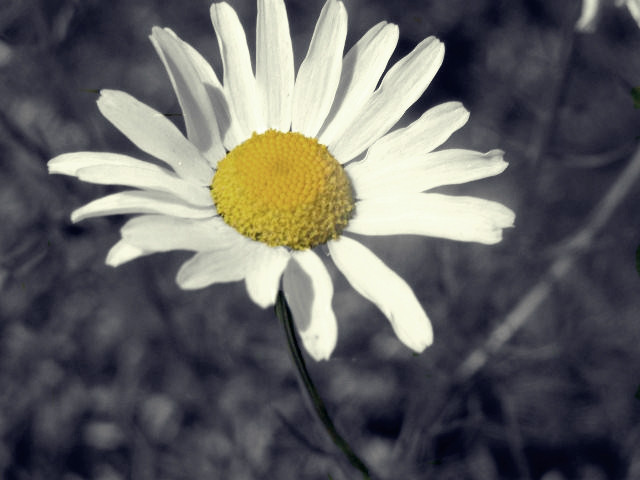 Puk, puk . ;D