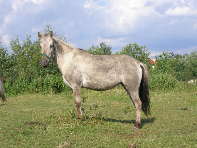 Wpis sniezyna3