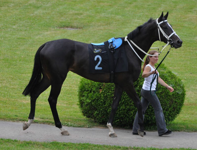 Wpis horseracing