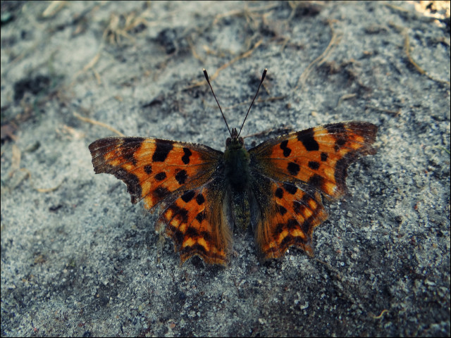 butterfly 