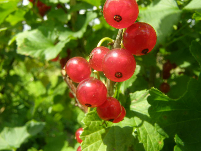 Wpis rougexfraise