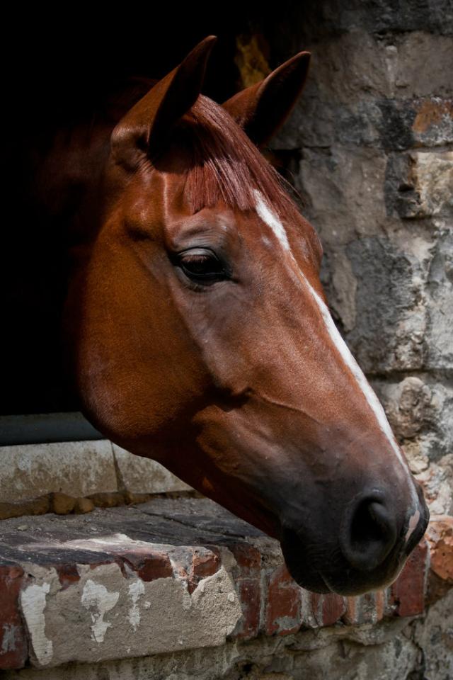Wpis keepongalloping