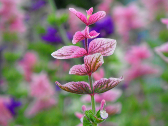 flowers. 