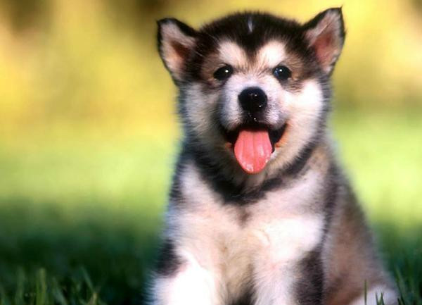 husky &#9829;