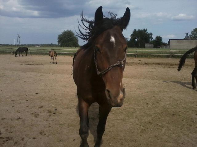 Brysia ;))