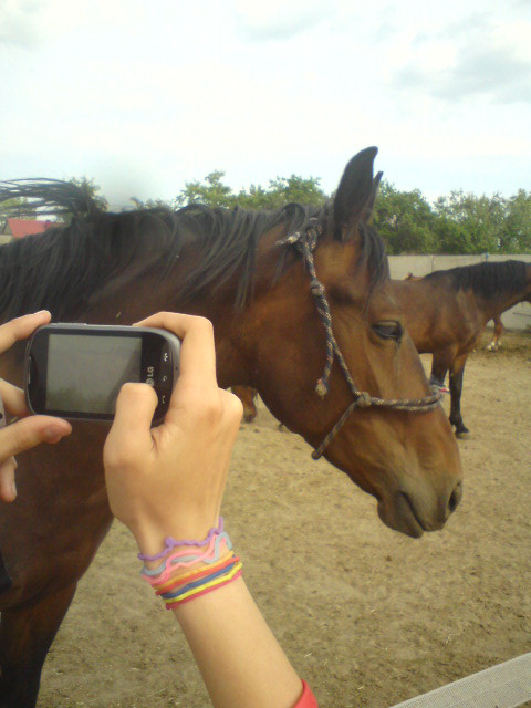 Wpis brysiahorse