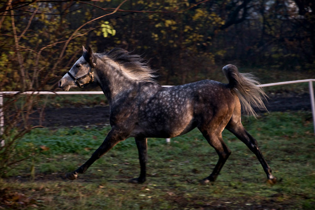Wpis horseracing
