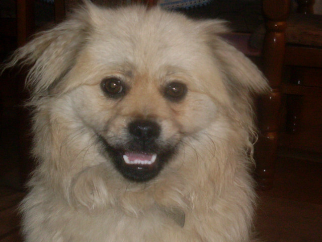 puko