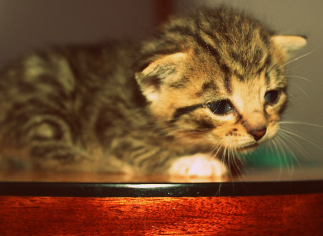 Kittyyy