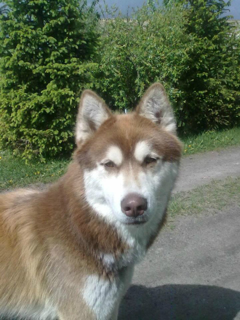 Dingo  
