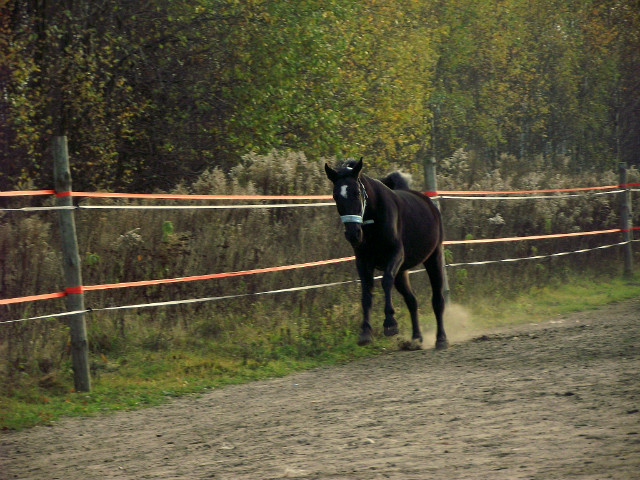 Wpis jumpingteamg