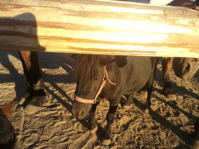 Wpis brysiahorse