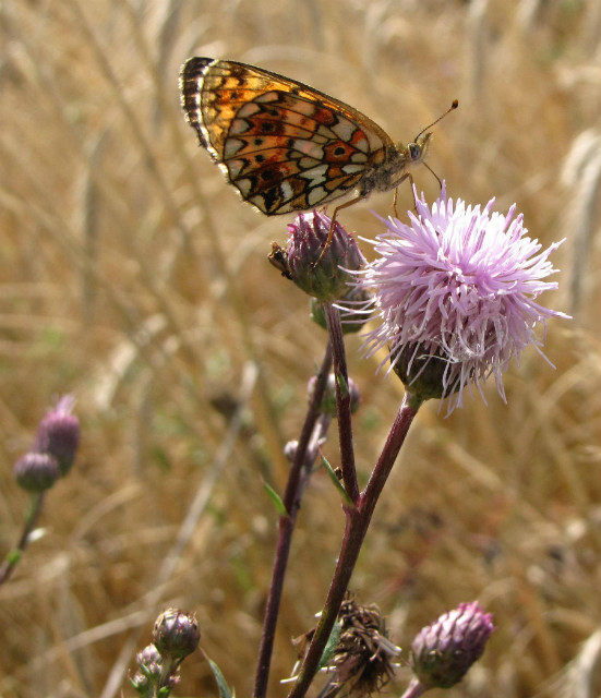 Motyl