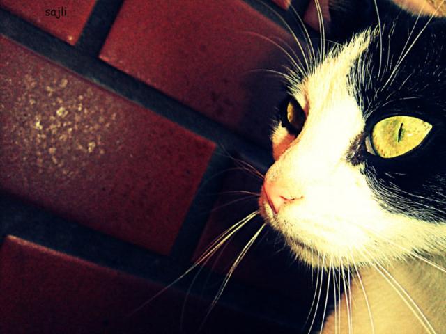 Wpis morelkaaaa