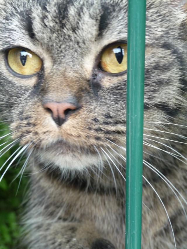 Kicia :3