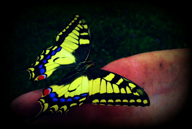 Motyl xd