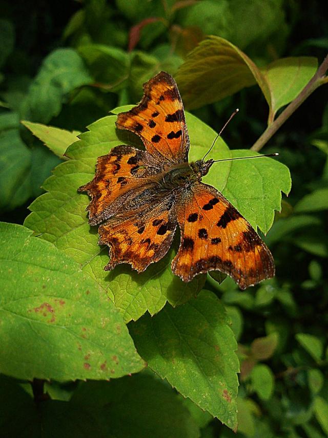 motyl
