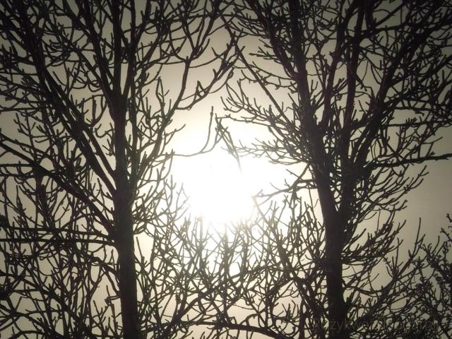 The sun behind the trees