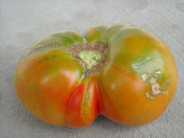 pan pomidor.