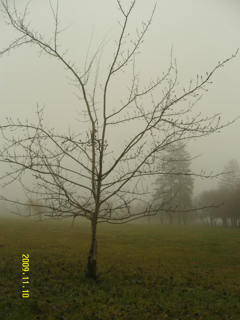 Pajczno