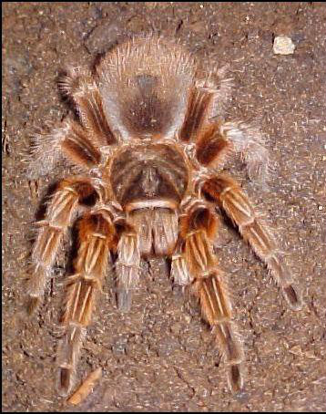 G. Rosea