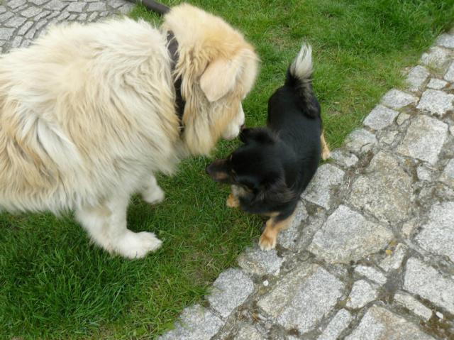 Dino i Nero