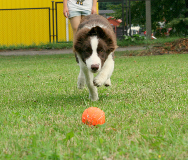 Let's Frisbee Dajavera - Floyd 