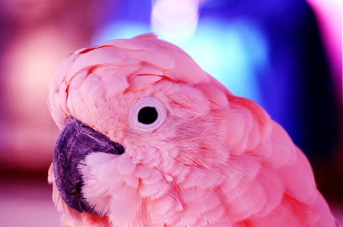 Parrot. 