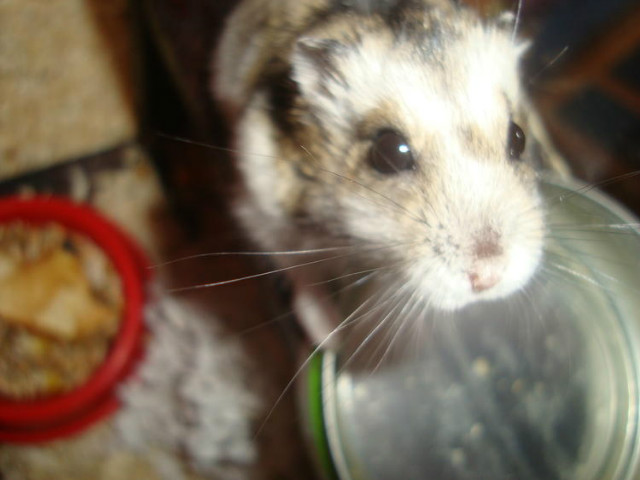 Chomik ;*