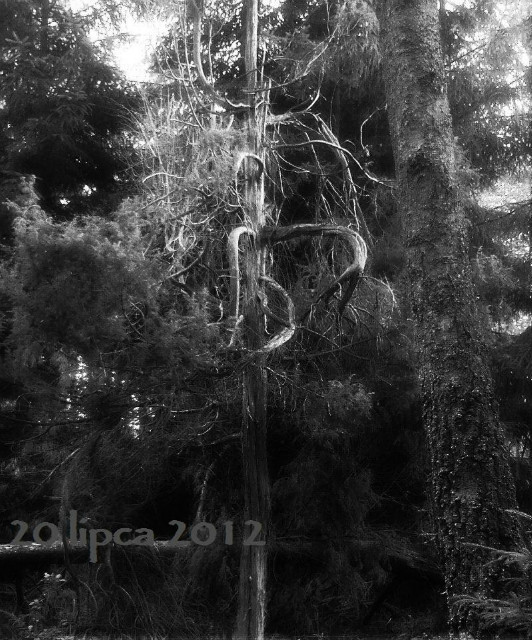Juniper
