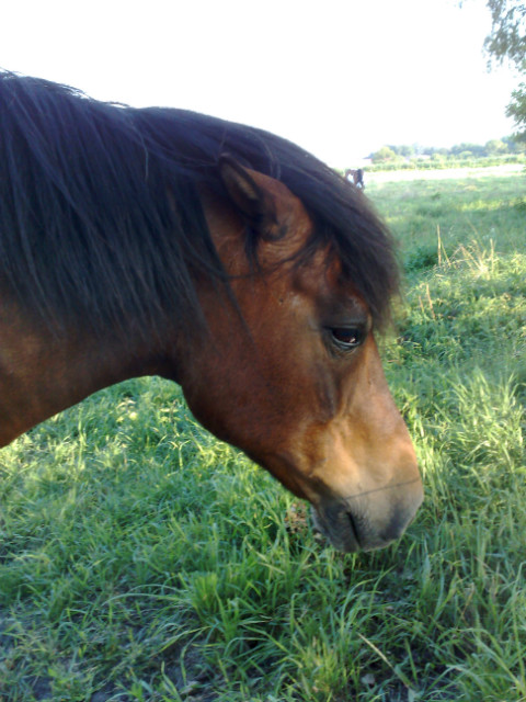 Konik < 3