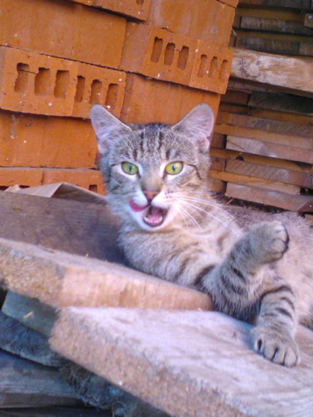 Mj kiciu