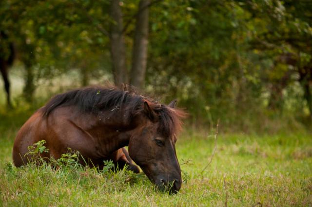 Wpis keepongalloping