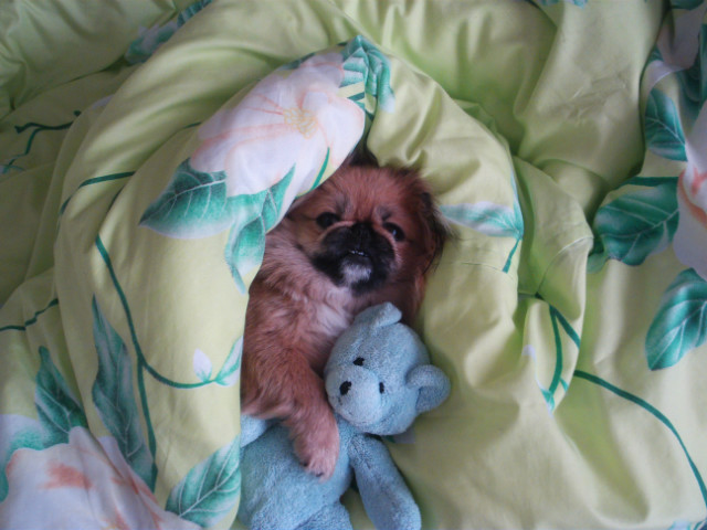 Zzzz misiaczkiem ; *****