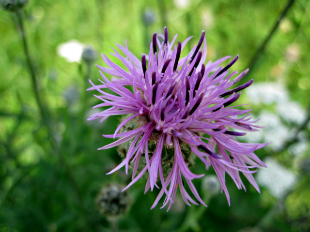 Wpis annamariacieplinska