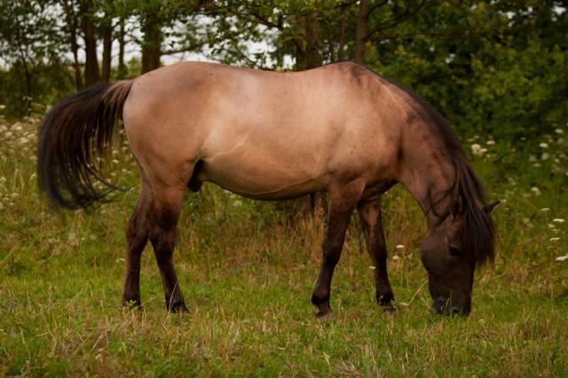 Wpis keepongalloping