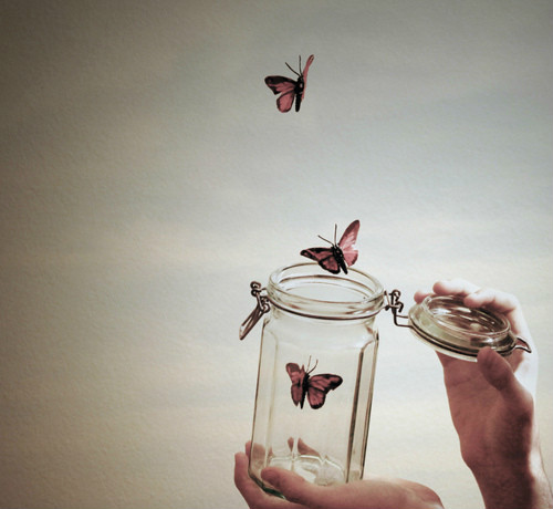 Butterfly 
