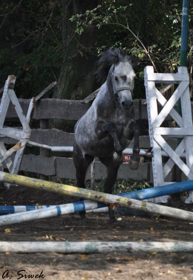 Wpis horsesx3